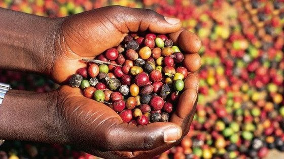 ICO: Xuất khẩu giảm tốc, thế giới có thể thiếu 7,3 triệu bao cà phê trong niên vụ 2022 - 2023