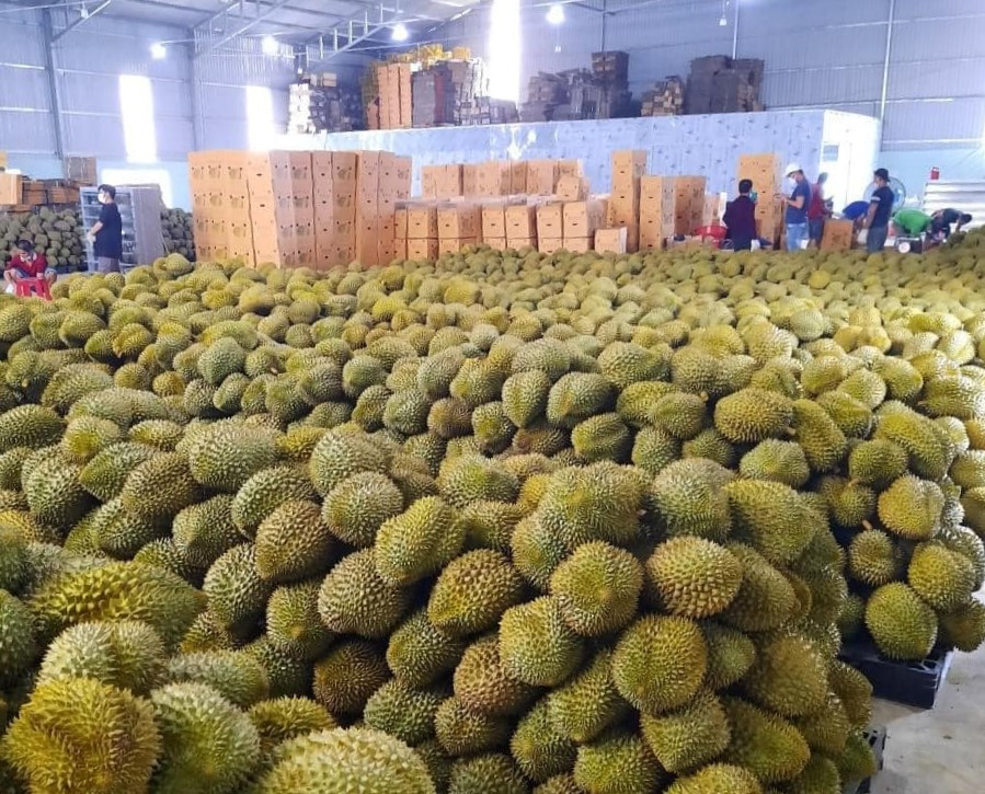 Kiểm tra chặt chẽ trái cây xuất khẩu sang Trung Quốc - Ảnh 1.