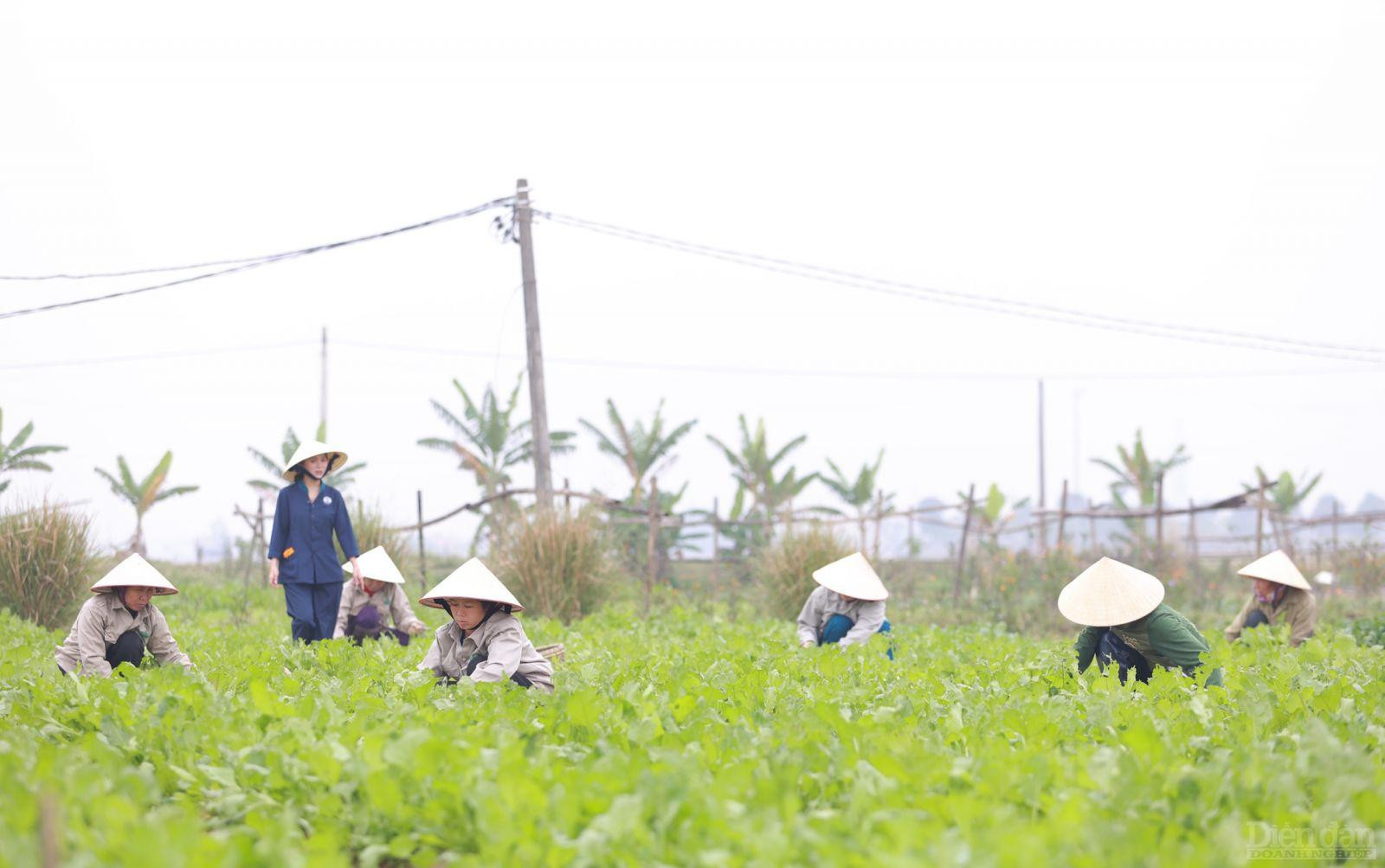 Mô hình sản xuất mì rau củ hữu cơ ứng dụng công nghệ cao giúp tạo công ăn việc làm ổn định, cải thiện đời sống cho nhiều người dân vùng quê xứ Nghệ