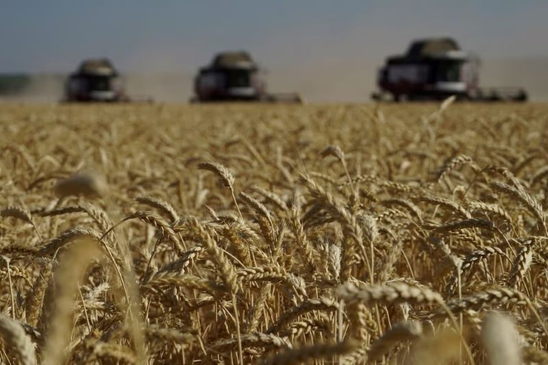 Giá cả lúa mì thế giới vẫn tương đối ổn định bất chấp các xung đột giữa Nga và Ukraine vừa qua