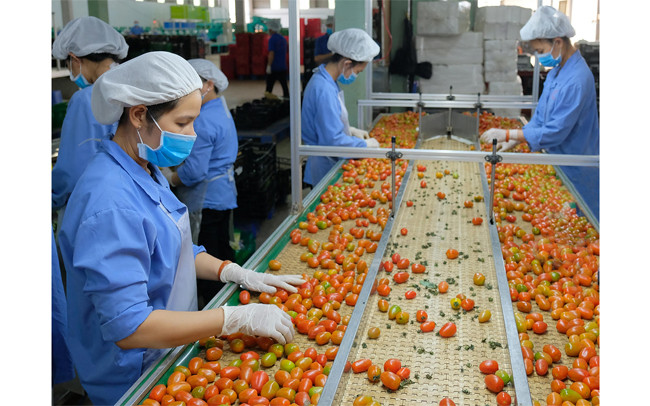 Công nhân Công ty TNHH sản xuất thương mại nông sản Phong Thúy (Lâm Đồng) sơ chế rau quả xuất khẩu. (Ảnh: Quang Hiếu)
