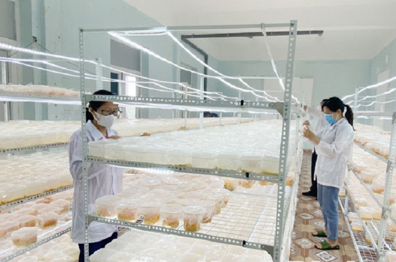 Nghiên cứu sản xuất nấm đông trùng hạ thảo tại Trung tâm Ứng dụng, Dịch vụ khoa học và Công nghệ (ảnh báo Nam Định)