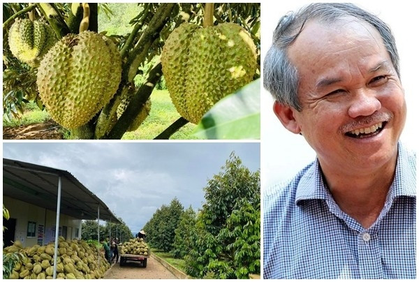 Hoàng Anh Gia Lai (HAG) dừng nuôi gà, trồng rau; tập trung nuôi heo, trồng chuối và sầu riêng