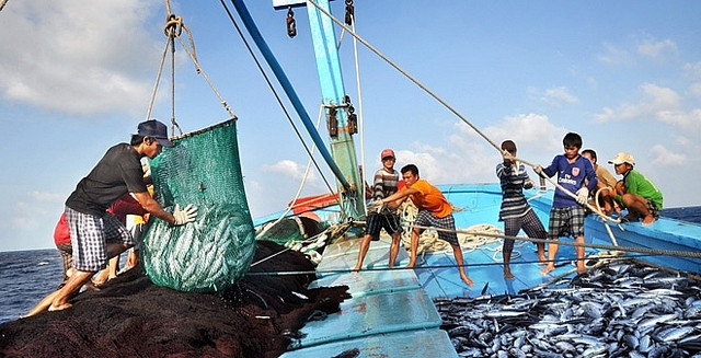 Tập trung thực hiện các nhiệm vụ, giải pháp chống khai thác hải sản bất hợp pháp - Ảnh 1.