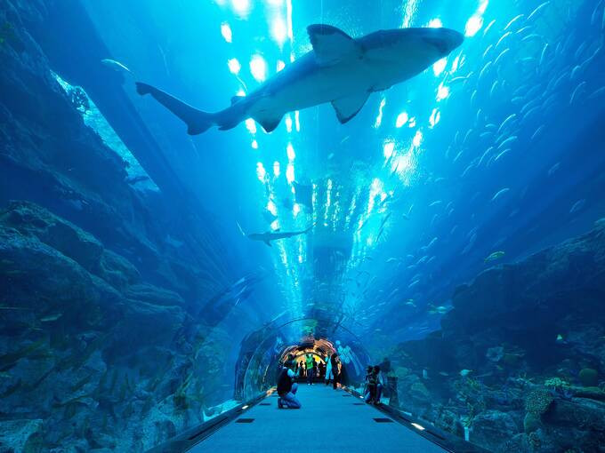 Thủy cung của Dubai Mall có hơn 400 con cá mập và cá đuối. Ảnh: Internet
