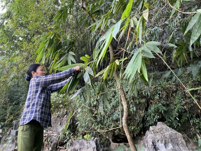 Người dân hái lá tre ở rìa rừng