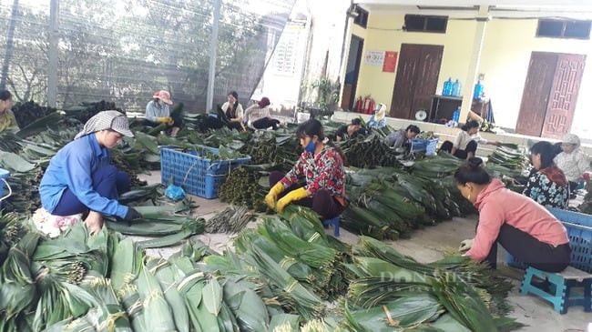 Nhiều người dân ở thành phố Lai Châu có thu nhập ổn định từ nhặt, bó lá tre. Ảnh: Dân Việt
