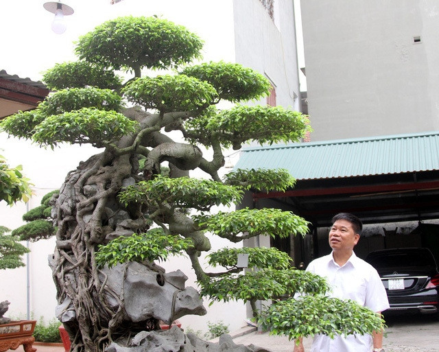 Tận mục vườn cây cảnh triệu đô, có một không hai Việt Nam của đại gia Phú Thọ: Bỏ hàng trăm tỷ 