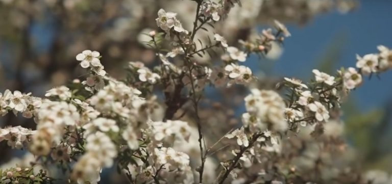 manuka flowers 768x361.jpg