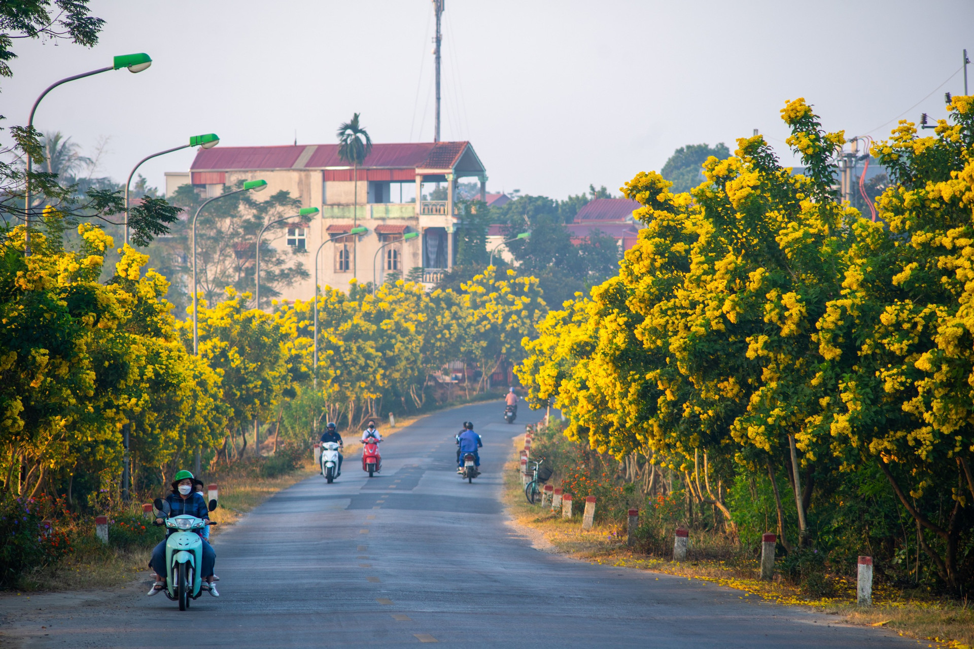 hoa chuông vàng sơn tây.jpg