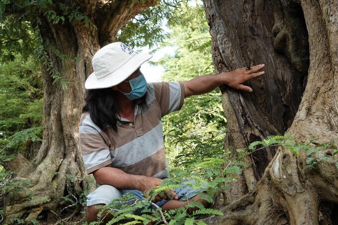 Thân cây me đại mộc “Xuy phong”