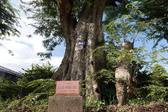 Cây me cổ mộc “Lão phu tử”