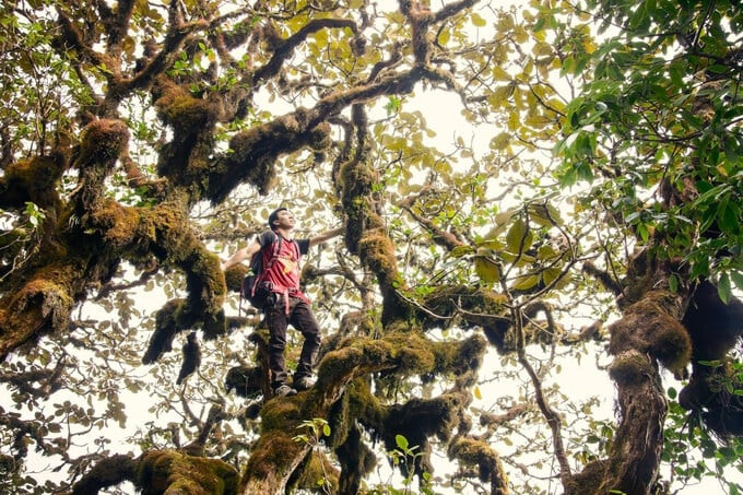 Chinh phục đỉnh núi Pu Ta Leng, du khách choáng ngợp với nhiều cây cổ thụ phủ rêu xanh, địa y.