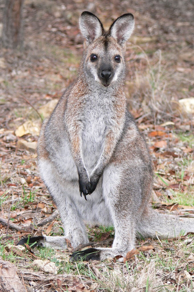 Một con chuột túi wallaby