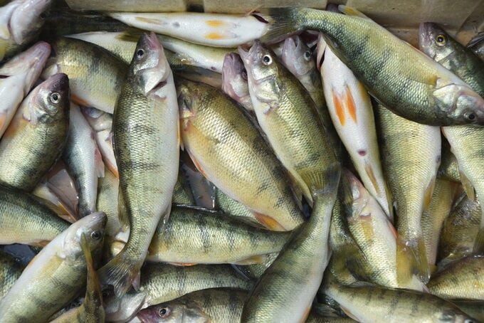 Những con cá tự nhiên giờ không còn an toàn để sử dụng làm thực phẩm ở Mỹ. Ảnh: Internet