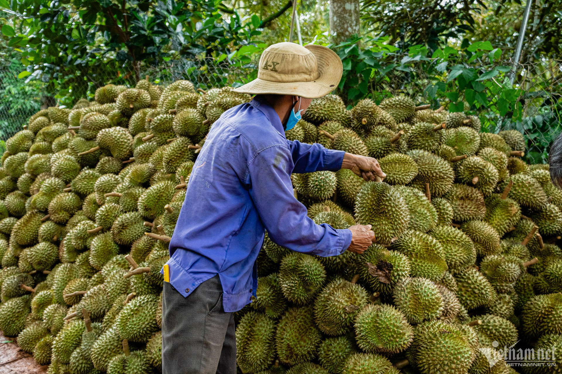 sau rieng.jpg