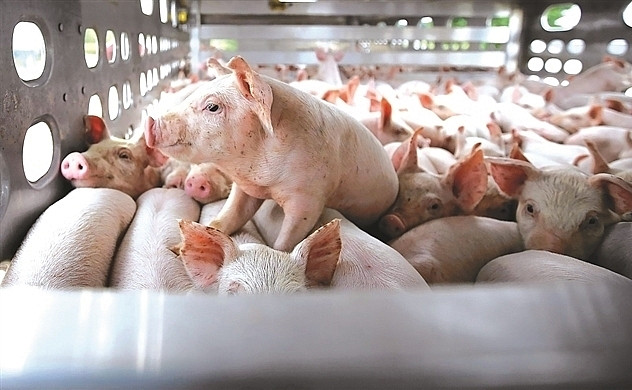 Tháng 11 của nhóm cổ phiếu chăn nuôi: Dabaco bứt mạnh 44%, có mã tăng 8 phiên liên tiếp