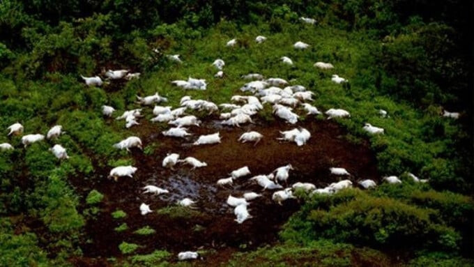 Những xác chết của gia súc bên hồ Nyos