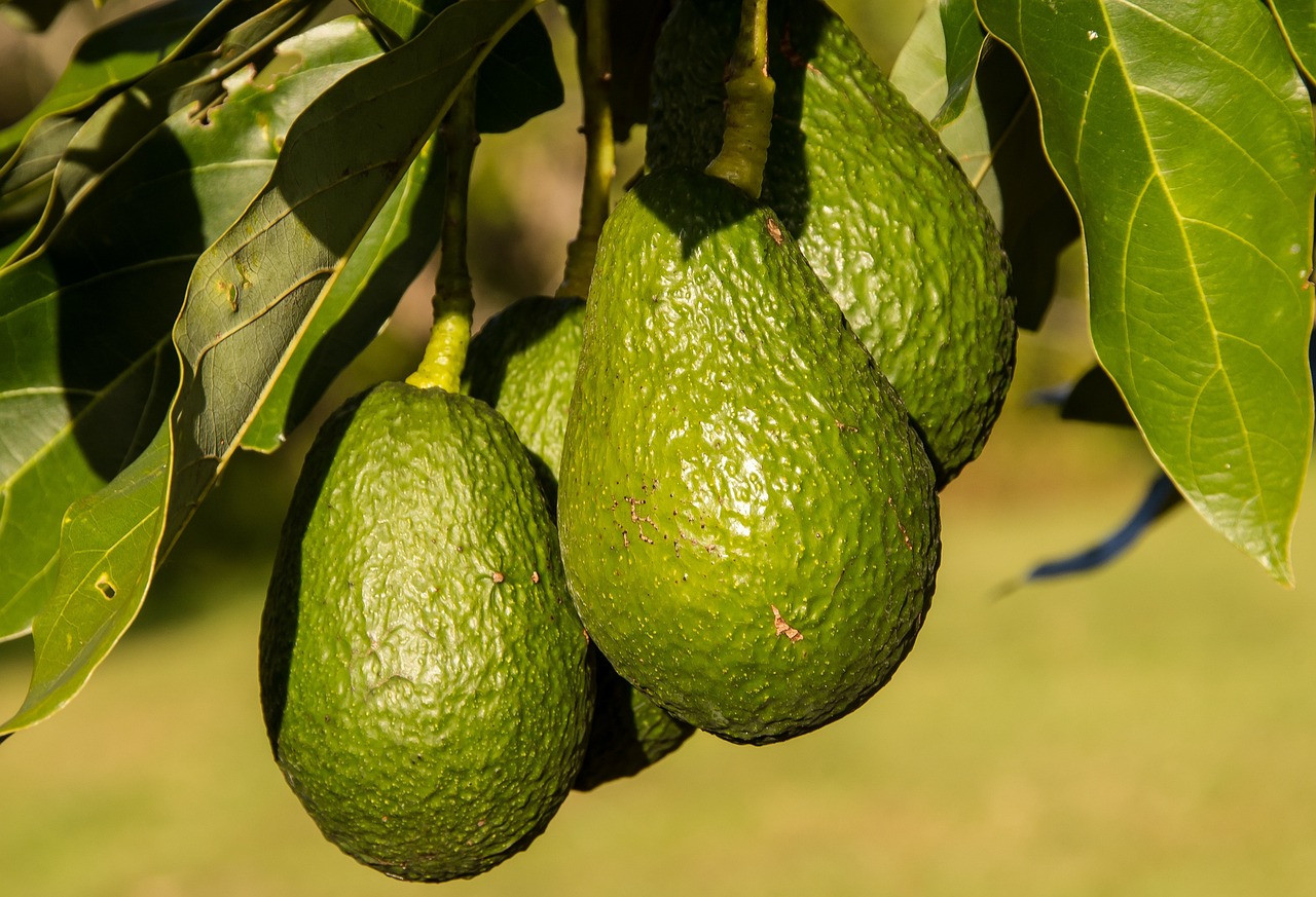 avocado pixabay.jpg