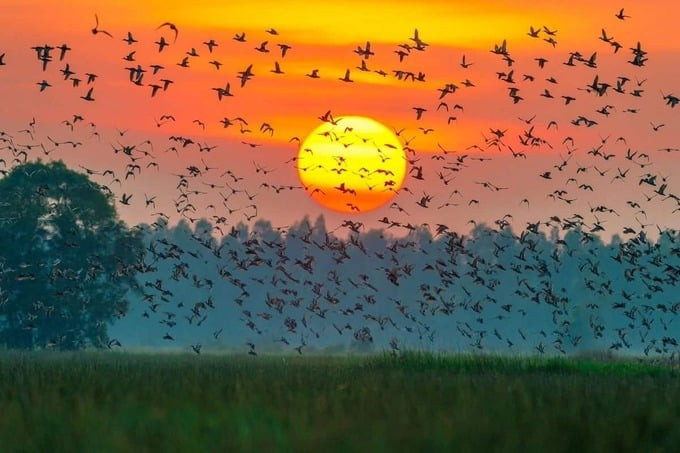 Những đàn cò bay kín trời cũng là một cảnh đẹp hiếm thấy.