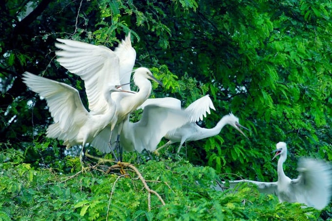 Sân chim Vàm Hồ.