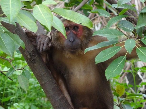 Khỉ mặt đỏ ở đảo Ba Mùn