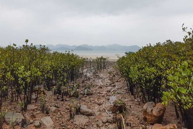 Rừng ngập mặn và vùng triều đá là 2 hệ sinh cảnh tại đảo Ba Mùn