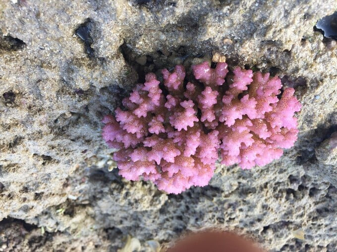 Màu sắc sặc sỡ các loại san hô