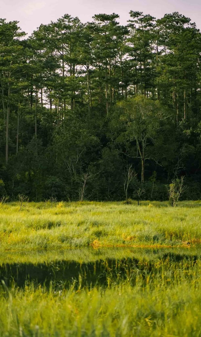 Suối Tía có hệ sinh thái đa dạng.