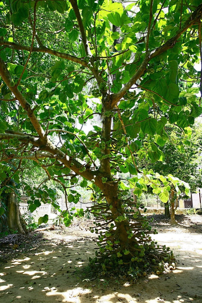 Cây vả – một loài cây rất đặc trưng của xứ Huế trong vườn An Hiên