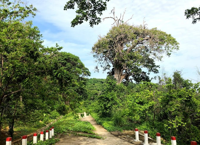 Rừng nguyên sinh trên đảo