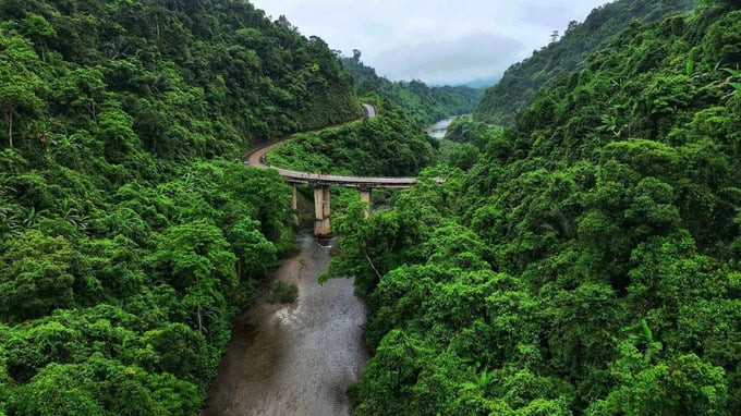 Cầu khỉ nằm trên tuyến đường Hồ Chí Minh qua Khu DTTN Động Châu - Khe Nước Trong