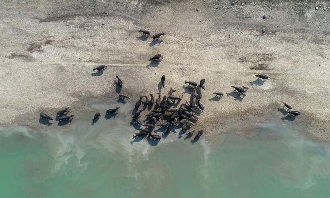 Đàn trâu kiếm ăn trong lòng hồ Dầu Tiếng vào mùa nước cạn