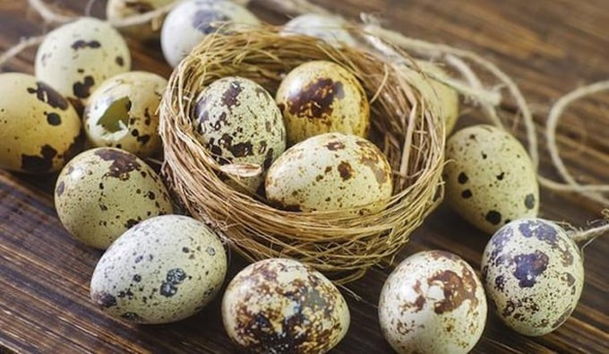 Trứng cút chứa chất lecithin và cephalin gấp 3 – 4 lần so với trứng gà