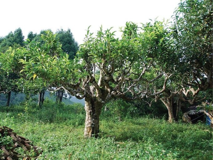 Đây là loại trà mọc hoang, chỉ sống trên núi cao