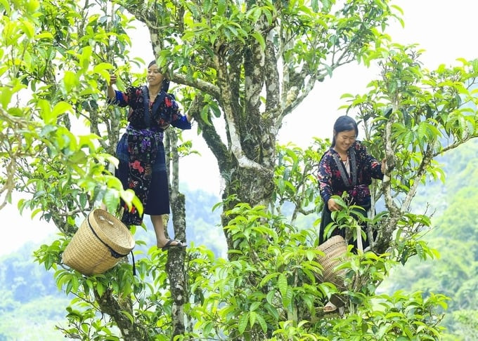 Trà được chế biến theo phương pháp thủ công của người dân tộc Mông, Dao