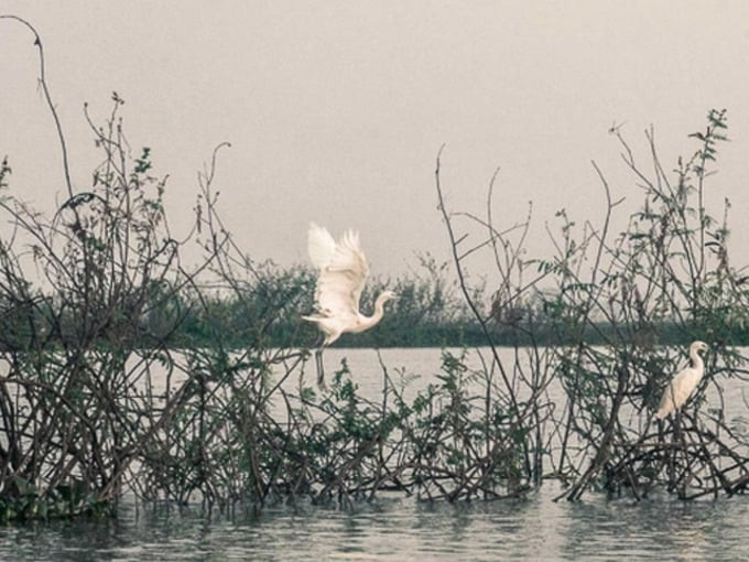 Các loại chim cò, hồng hạc và nhiều loại chim khác thích hợp với môi trường sinh thái tại hồ Biển Lạc