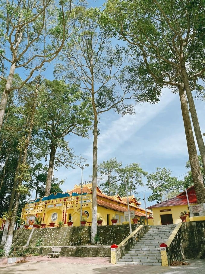 Không gian cổ kính của đình thờ Thoại Ngọc Hầu được tô điểm sắc màu trong xanh của hàng cây dầu thẳng tắp