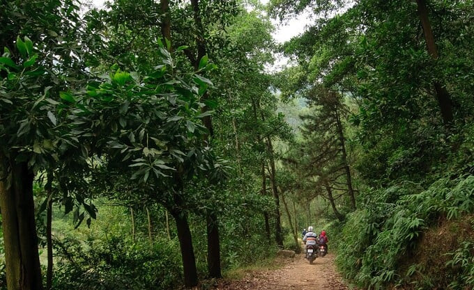 Khi lựa chọn cung đường này, du khách sẽ được đi qua những rừng thông xanh mát bạt ngàn