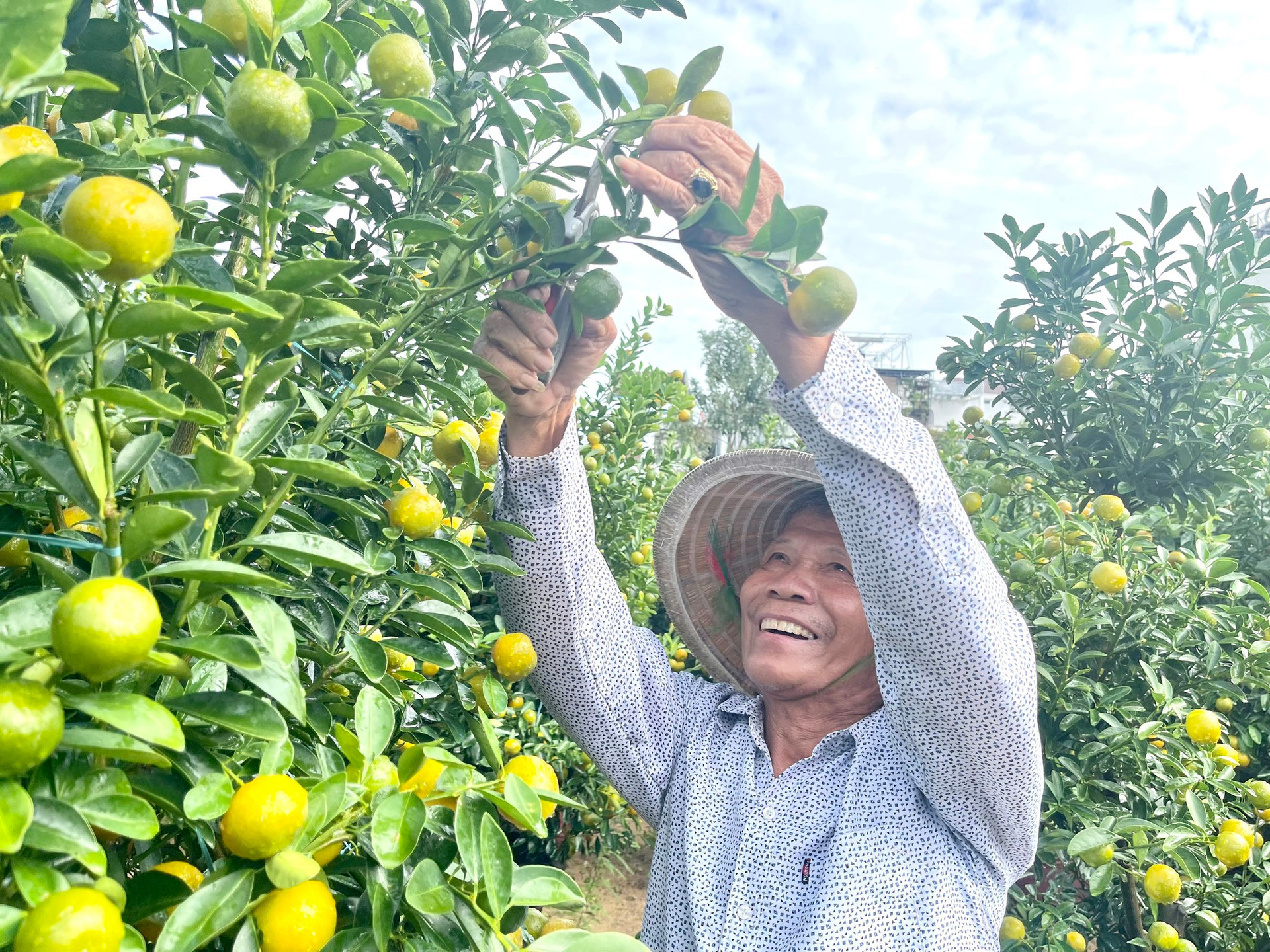 'Thủ phủ' quất cảnh miền Trung kỳ vọng thắng lớn vụ Tết- Ảnh 4.