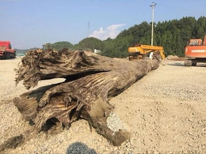 Khúc gỗ được phát hiện có kích thước khổng lồ
