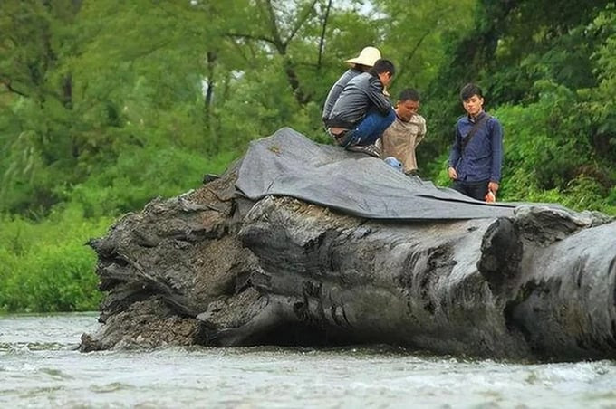 Với tuổi đời hơn 1000 năm nên thân gỗ này có bán kính lên đến 1,5m