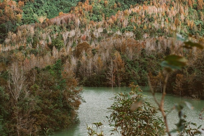 Hình ảnh rừng cây dưới ống kính nhiếp ảnh gia Huy Võ
