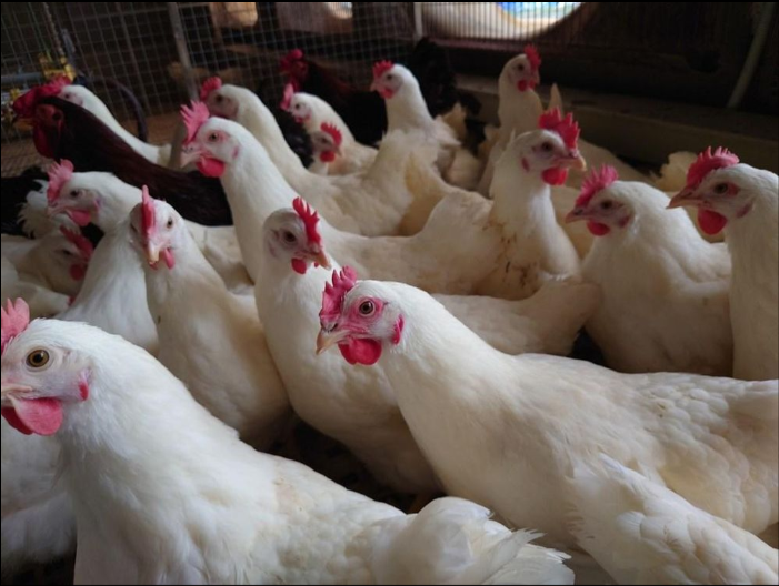 Hòa Phát công bố cán đích 300 triệu sản phẩm trứng gà trong năm 2023