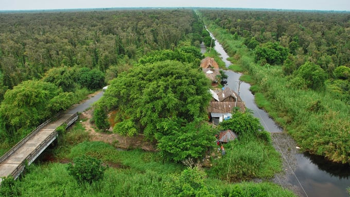 Rừng U Minh là cánh rừng rộng lớn nổi tiếng của Việt Nam