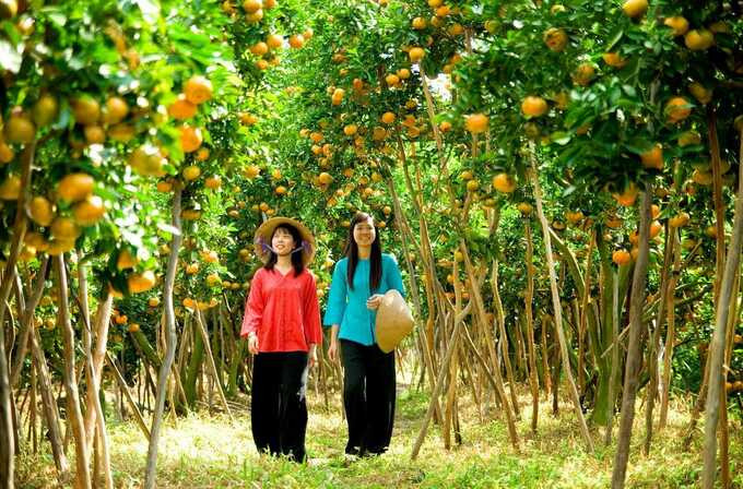 Bạn có thể thưởng thức trái cây đặc sản bất cứ lúc nào đến Tiền Giang