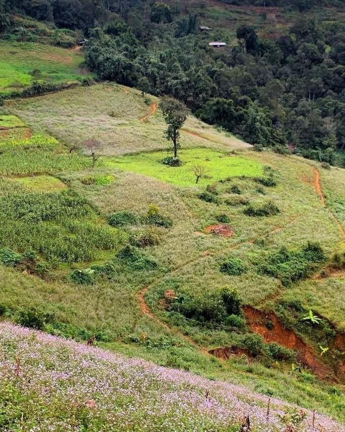 Những cánh đồng hoa dại làm say lòng người