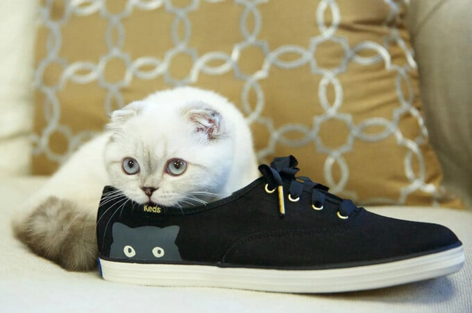 Olivia Benson - Chú mèo cưng của nữ ca sĩ Taylor Swift đang đứng thứ 3 trong danh sách thú cưng giàu có nhất thế giới
