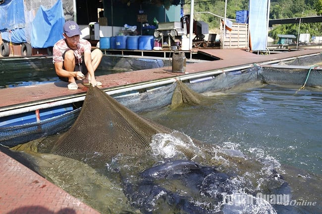 Người dân nuôi cá đặc sản có giá trị cao như cá lăng, cá chiên, cá bỗng... tại hồ sinh thái Na Hang-Lâm Bình. Ảnh: Báo điện tử Tuyên Quang