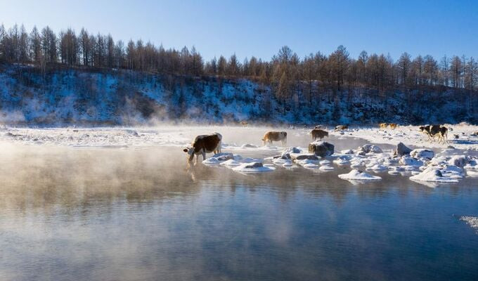 Đàn bò đi lại thong dong dọc theo bờ sông để kiếm nước